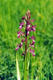 orchis laxiflora